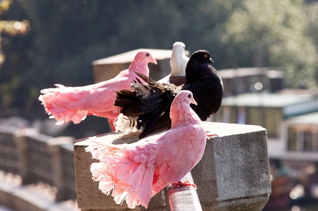 员的引进 员的引进